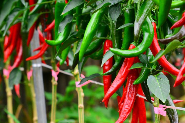 Ilustrasi tanaman cabai. 