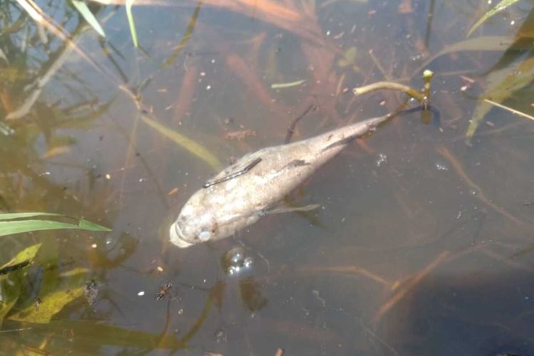 Ribuan ikan mati ditemukan di Sungai Penago diduga tercemar limbah CPO di Kabupaten Seluma, Bengkulu