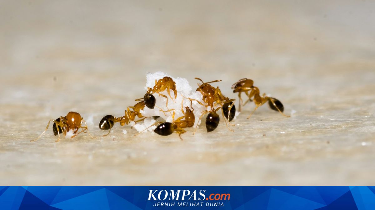 Begini Cara Paling Aman Membasmi Sarang Semut, Tak Perlu Racun dan Baking Soda