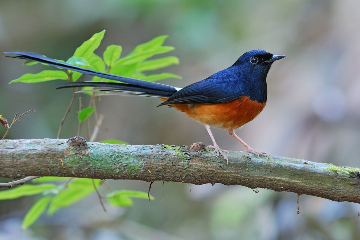 Burung murai batu (Copsychus malabaricus)