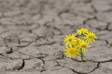 Dua Kecamatan di Flores Timur Siaga Kekeringan dan Kebakaran Hutan