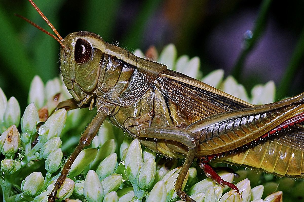 Ilustrasi belalang. Belalang adalah salah satu hama yang merusak tanaman. 