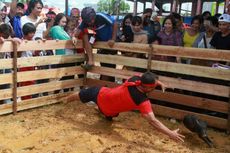 Begini Serunya Lomba Tangkap Babi di Pekan Gawai Dayak...