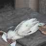 Ratusan Ayam Mati Mendadak di Klaten Bukan karena Flu Burung, tapi Tetelo