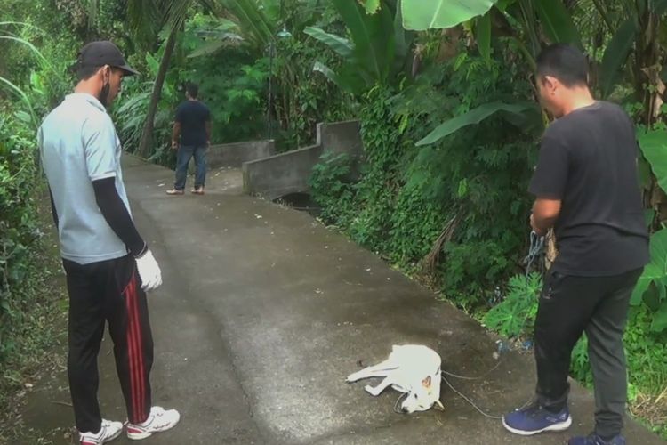 Petugas mengeleminasi anjing liar di Desa Busungbiu, Kecamatan Busungbiu, Kabupaten Buleleng, Provinsi Bali, Jumat (3/6/2022).