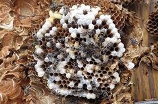 Dikenal Lezat, Apa Makanan Larva Tawon Jepang?
