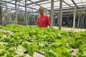 Berawal dari Otodidak, Andreas Jadi Petani Hidroponik Belasan Tahun, Pernah Tak Dilirik Pembeli