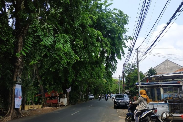 Pohon rimbun dan tinggi di Jalan Kemakmuran, Kota Bekasi belum dipangkas Bina Marga meskipun musim hujan mulai datang dengan angin kencang, Kamis (21/11/2019).