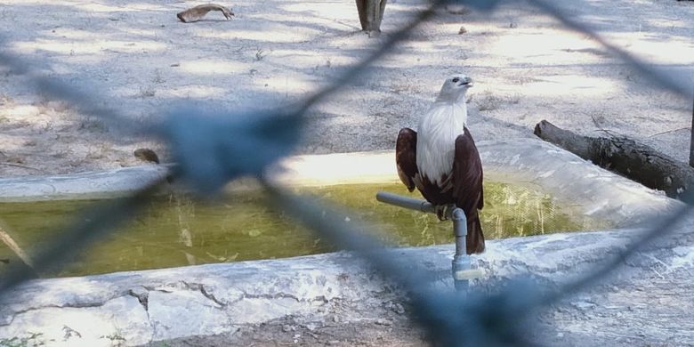 Elang bondol di Pulau Kotok, Kepulauan Seribu