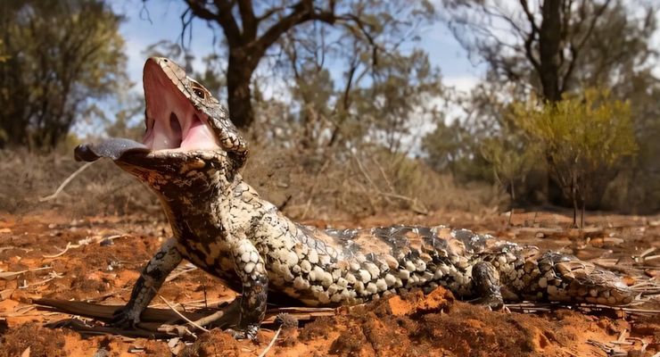 Kadal Australia Belajar Mengendus Asap untuk Selamatkan Diri