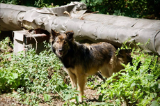 Apakah Anjing yang Ditinggalkan di Chernobyl Terpapar Radiasi? 