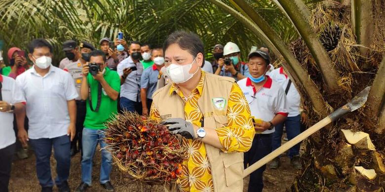 Menko Airlangga Hartarto saat panen sawit di Kampung Libo Jaya, Kecamatan Kandis, Kabupaten Siak, Riau, Kamis (24/2/2022).
