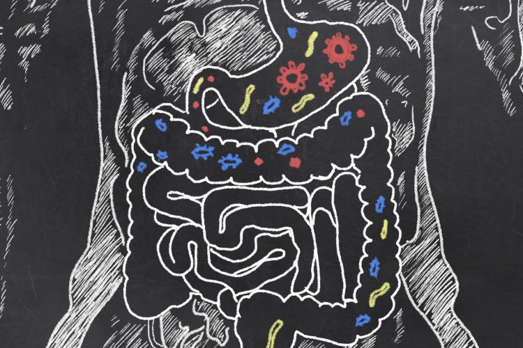 Ilustrasi usus manusia. Penelitian baru-baru ini menemukan bahwa bakteri tertentu di usus dapat mengurangi kolesterol, yang menjadi risiko penyakit jantung.