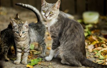 Kenali, 6 Penyebab Induk Kucing Tidak Mau Menyusui Anaknya Halaman ...