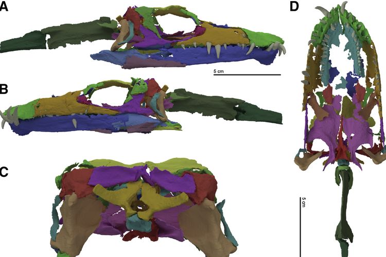 Hasil CT Scan (pemindaian) fosil tengkorak mahluk berleher panjang, Tanystropheus hydroides.