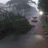 Hujan Deras Sejak Sore, Pohon Tumbang di Delapan Titik Kawasan Jakarta Barat