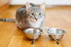 Perlukah Menjauhkan Mangkuk Makanan Kucing dari Mangkuk Air?
