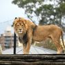 5 Singa Kabur dari Kandang di Taronga Zoo, Lockdown Seketika Diberlakukan