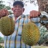 Sedang Melintasi Jalan Lintas di Aceh Tamiang Ini, Jangan Lupa Beli Durian Sukarami