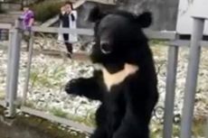Beruang Ini Meratap Saat Diikat di Samping Iklan Sirkus