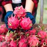 Kandungan Gizi dan Manfaat Buah Naga, Apa Saja?