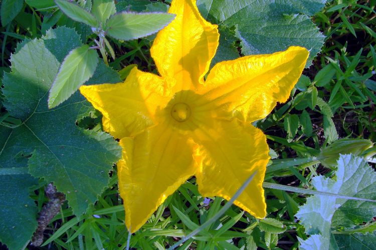 Ilustrasi bunga labu.