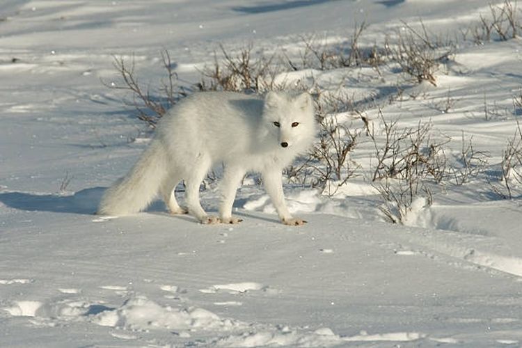Ilustrasi rubah Arktik, salah satu hewan yang berubah warna menjadi putih saat musim dingin.