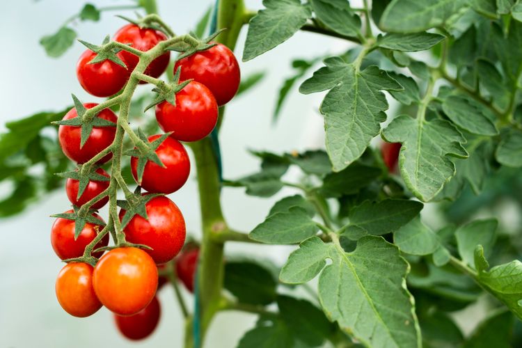 Ilustrasi tanaman tomat ceri.