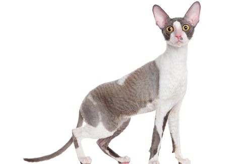 7 Fakta Menarik Kucing Cornish Rex, Tubuh Tinggi hingga Bulu Keriting