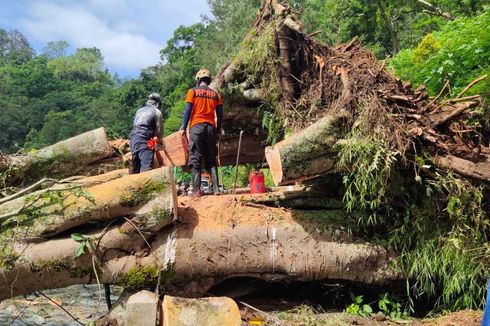 Sebuah Pohon Tumbang Tutup Jalan ke Telaga Ngebel, Petugas Butuh 10 Jam untuk Buka Akses