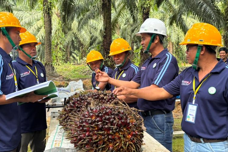 Petani Sawit Ubah Cara Bertani, Produktivitas Mulai Terangkat