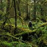 Mengapa Hutan Hujan Tropis Memiliki Keanekaragaman Hayati yang Tinggi?