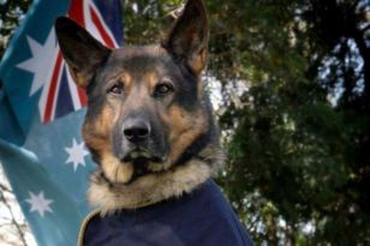 Turk, adalah anjing militer Australia pertama yang menikmati masa pensiun setelah bertugas selama delapan tahun.