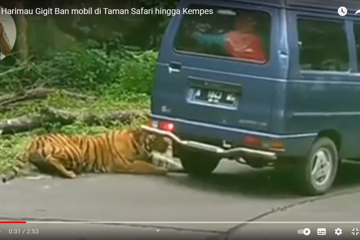 Tampak harimau menggigit ban mobil