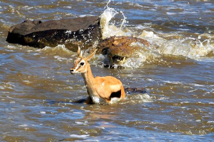 Momen seekor rusa dikejar seekor buaya besar di sebuah sungai di Kenya
