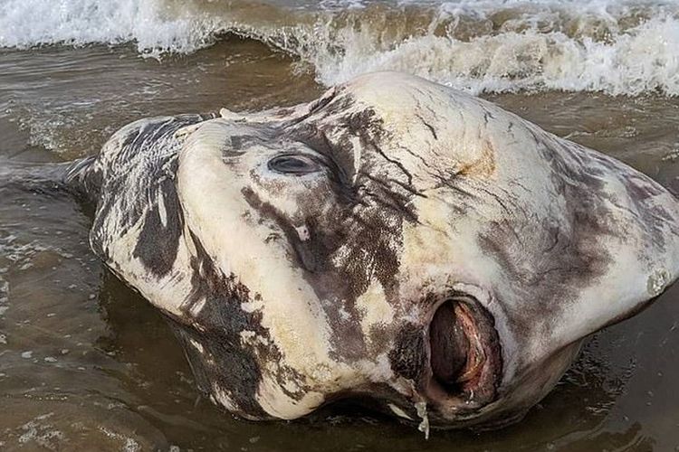 Ikan raksasa berbentuk aneh terdampar di pantai selatan Australia pada Sabtu (25/7/2020). Ikan ini adalah spesies sunfish yang dapat tumbuh sampai 3 meter panjangnya dengan tinggi 4,2 meter dan berat 2,5 ton.