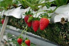 Hasil TKA SMA 2025 Jeblok, DPR: Harus Evaluasi Total!