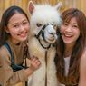 10 Aktivitas Wisata di Scientia Square Park Tangerang, Lihat Alpaca
