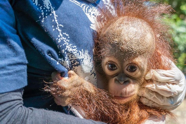 Balai Konservasi Sumber Daya Alam (BKSDA) Kalimantan Barat, bersama IAR Indonesia menyelamatkan satu individu bayi orangutan peliharaan dari Dusun Sabang Keramat, Desa Batu Lapis, Kecamatan Hulu sungai, Kabupaten Ketapang, Kalbar, Jumat (17/4/2020).