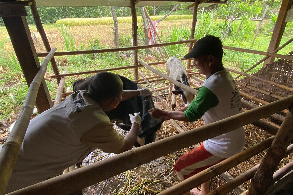 Terima 3.525 Dosis Vaksin, Pemkab Madiun Mulai Vaksinasi Sapi 