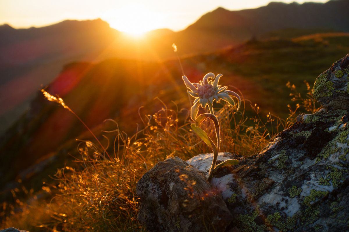 Ilustrasi Edelweiss di Alpen