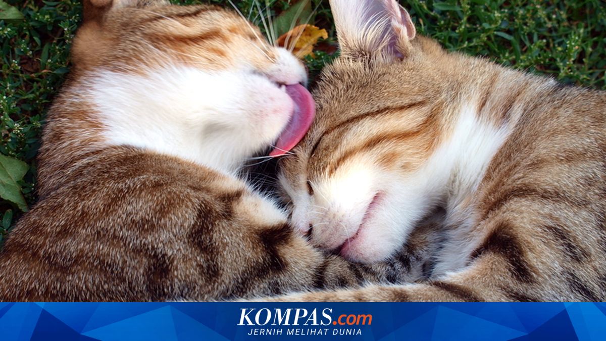 Kucing Sedih dan Berduka saat Ditinggal Temannya, Benarkah?