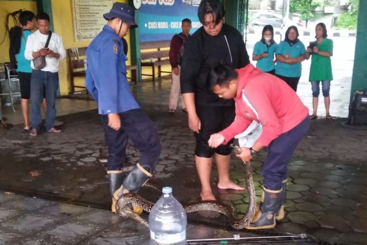 Petugas mengevakuasi ular sanca kembang di sebuah resto di Bantul. Minggu (26/3/2023)