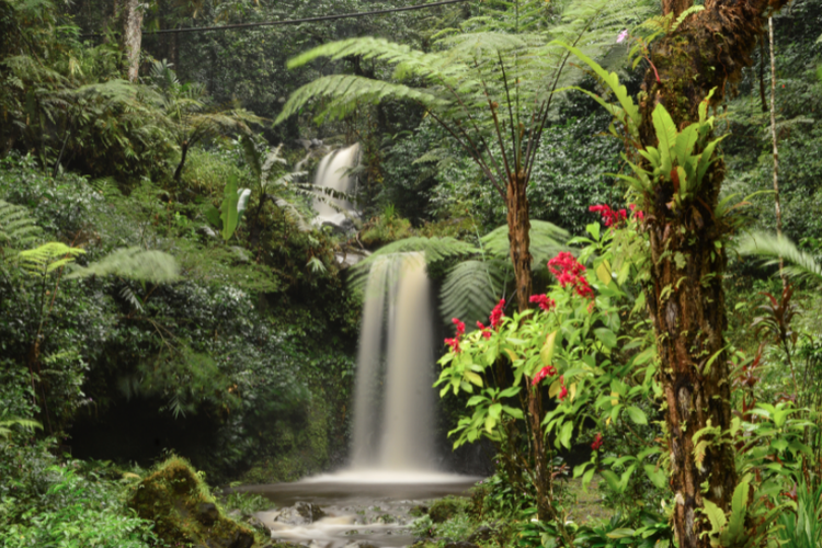 Kebun Raya Baturaden, bisa jadi pilihan tempat wisata di Banyumas, Jawa Tengah.