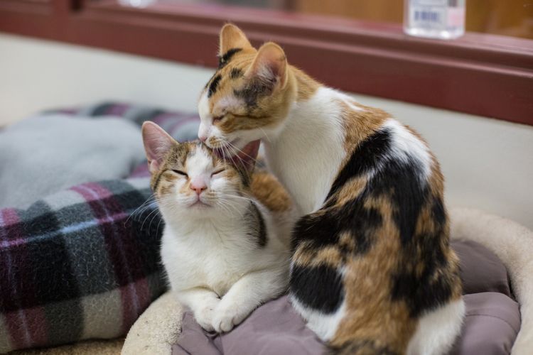 Kucing berpelukan dan mencari hormon cinta dengan cara tidur berdekatan dan memandikan satu sama lain.