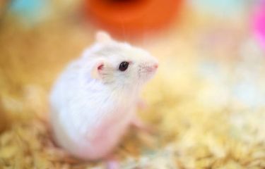 Ilustrasi siberian hamster, salah satu hewan yang berubah warna menjadi putih saat musim dingin.