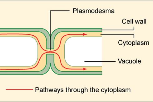 Plasmodesmata: Pengertian dan Fungsinya
