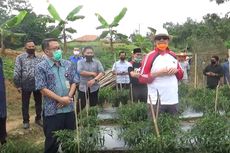 Gubernur Banten Minta Dinas Pertanian Tanam Cabe hingga Ketela untuk Pulihkan Ekonomi