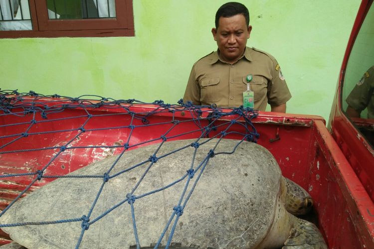 Agung Widodo, Kepala SKW II BKSDA Kalimantan Tengah, menunjukkan penyu besar sebelum dievakuasi ke kawasan konservasi penyu di Tanjung Keluang, Kabupaten Kotawaringin Barat.