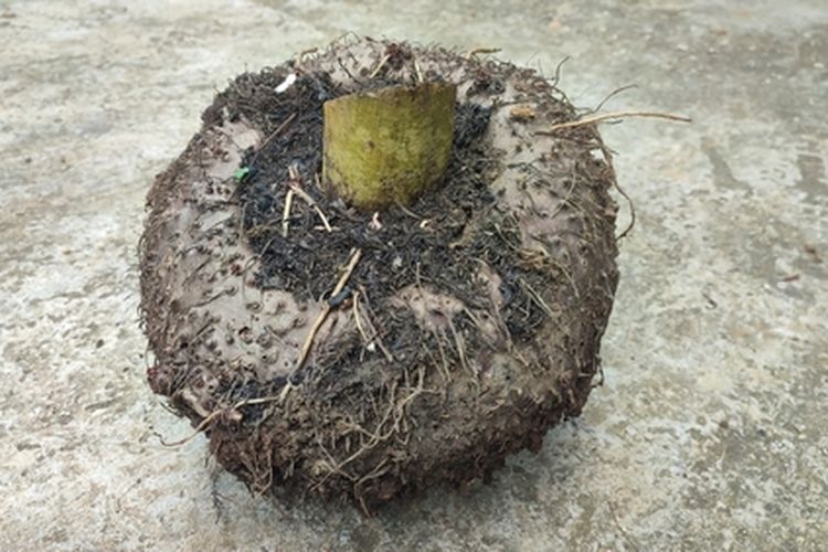 Ilustrasi umbi suweg